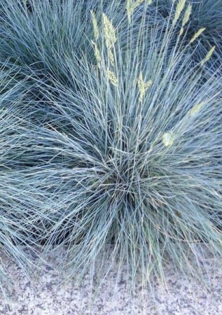 FESTUCA Blue Horizon 